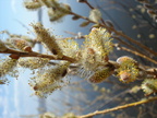  sc01012