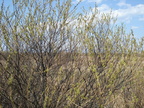  sc01023
