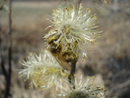  sc01033