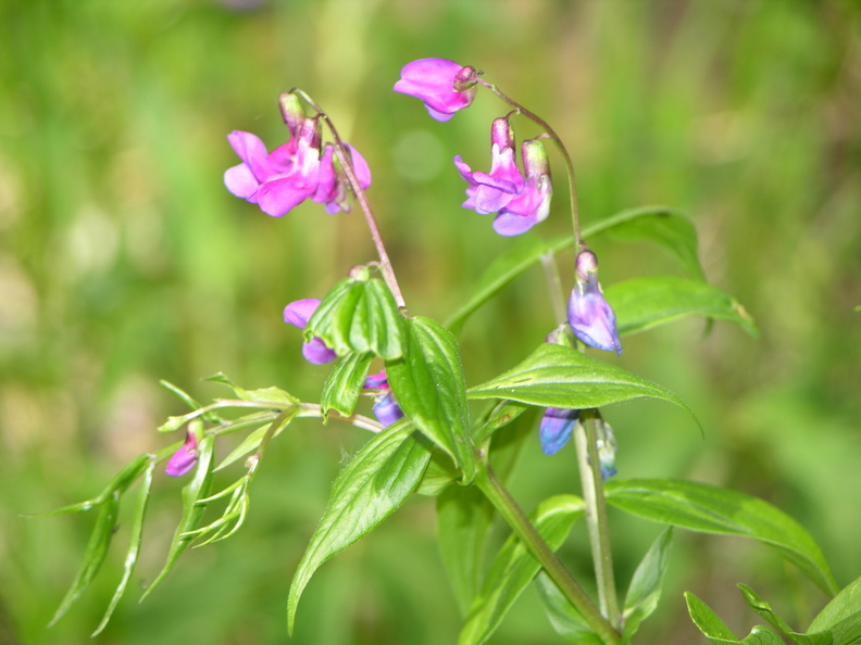 DSCN5852.JPG