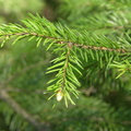 DSCN5865